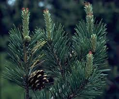 Attēlu rezultāti vaicājumam “Pinus sylvestris”