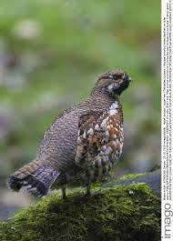 Attēlu rezultāti vaicājumam “Tetrastes bonasia female”