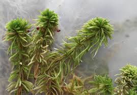 Attēlu rezultāti vaicājumam “Sphagnum wulfianum”