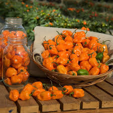 Afbeeldingsresultaat voor paper lantern hot pepper