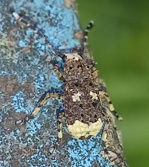 Attēlu rezultāti vaicājumam “Platystomos albinus”