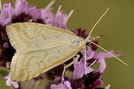 Attēlu rezultāti vaicājumam “Udea lutealis”