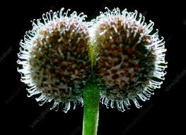 Attēlu rezultāti vaicājumam “Galium aparine fruit”