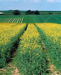 Attēlu rezultāti vaicājumam “Brassica napus”