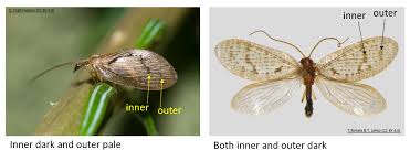 Attēlu rezultāti vaicājumam “Hemerobius perelegans”