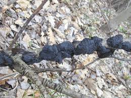 Attēlu rezultāti vaicājumam “Exidia truncata”