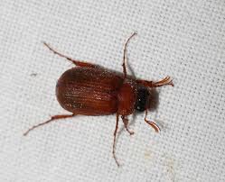 Attēlu rezultāti vaicājumam “Serica brunnea”