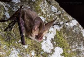 Attēlu rezultāti vaicājumam “Plecotus auritus”