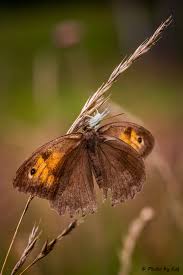 Attēlu rezultāti vaicājumam “Maniola jurtina female”