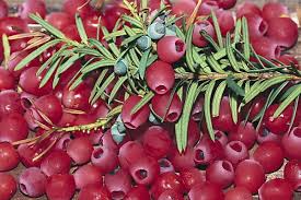 Attēlu rezultāti vaicājumam “Taxus baccata fruit”