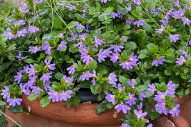 Image result for Browallia speciosa