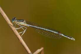 Attēlu rezultāti vaicājumam “Platycnemis pennipes male”