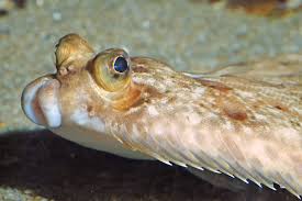 Image result for Microstomus kitt