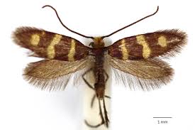 Attēlu rezultāti vaicājumam “Micropterix aureatella”