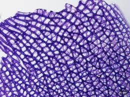 Attēlu rezultāti vaicājumam “Anomodon attenuatus sporophyte”