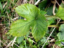 Attēlu rezultāti vaicājumam “Humulus lupulus leaf”