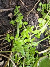 Attēlu rezultāti vaicājumam “Callitriche verna”