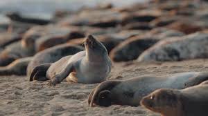 Image result for Halichoerus grypus