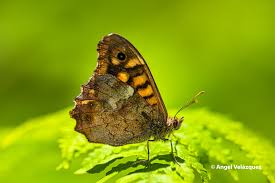 Attēlu rezultāti vaicājumam “Pararge aegeria”