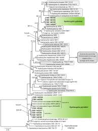 Attēlu rezultāti vaicājumam “Hyaloscypha hyalina”