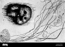 Attēlu rezultāti vaicājumam “Stemonitis axifera var. smithii stalked”
