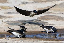 Attēlu rezultāti vaicājumam “Delichon urbicum adult”