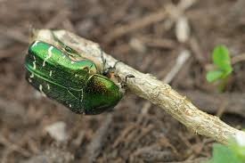 Attēlu rezultāti vaicājumam “Cetonia aurata imago”