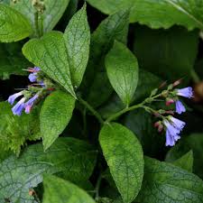 Attēlu rezultāti vaicājumam “Symphytum asperum leaf”