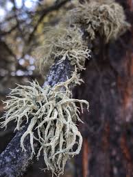 Attēlu rezultāti vaicājumam “Evernia mesomorpha”