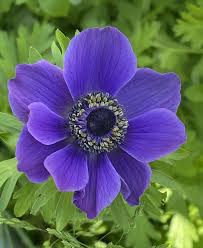 Attēlu rezultāti vaicājumam “Anemone”