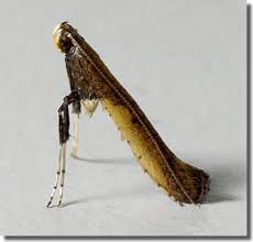 Attēlu rezultāti vaicājumam “Caloptilia hemidactylella”