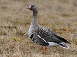 Attēlu rezultāti vaicājumam “Anser albifrons adult”