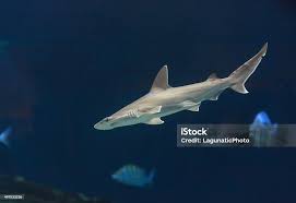 Image result for Sphyrna lewini