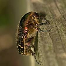 Attēlu rezultāti vaicājumam “Cetonia aurata imago”