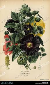Image result for Alcea (althaea) rosea