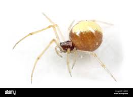 Attēlu rezultāti vaicājumam “Neottiura bimaculata”