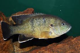 Image result for Lepomis cyanellus