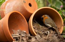 Attēlu rezultāti vaicājumam “Erithacus rubecula nest”