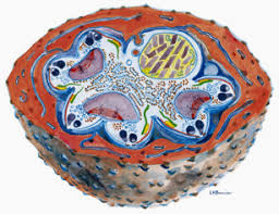 Attēlu rezultāti vaicājumam “Enteridium olivaceum plasmodium”