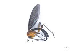 Attēlu rezultāti vaicājumam “Sciara analis”