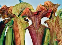 Attēlu rezultāti vaicājumam “Collaria rubens stalked”