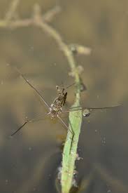 Attēlu rezultāti vaicājumam “Gerridae”