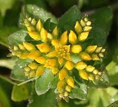 Attēlu rezultāti vaicājumam “Sedum aizoon”