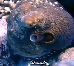 Image result for Ilfracombe Orcas Octopush Club