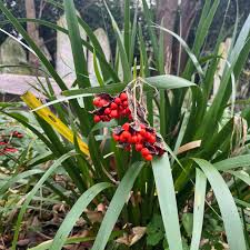 Attēlu rezultāti vaicājumam “Lunaria rediviva bud”