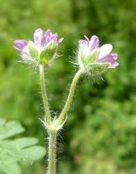 Attēlu rezultāti vaicājumam “Geranium pusillum leaf”