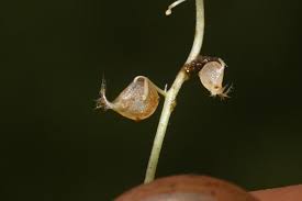 Attēlu rezultāti vaicājumam “Utricularia minor bud”