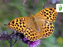 Attēlu rezultāti vaicājumam “Argynnis paphia”