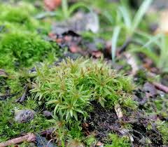 Attēlu rezultāti vaicājumam “Atrichum flavisetum”