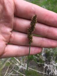 Attēlu rezultāti vaicājumam “Carex diandra”